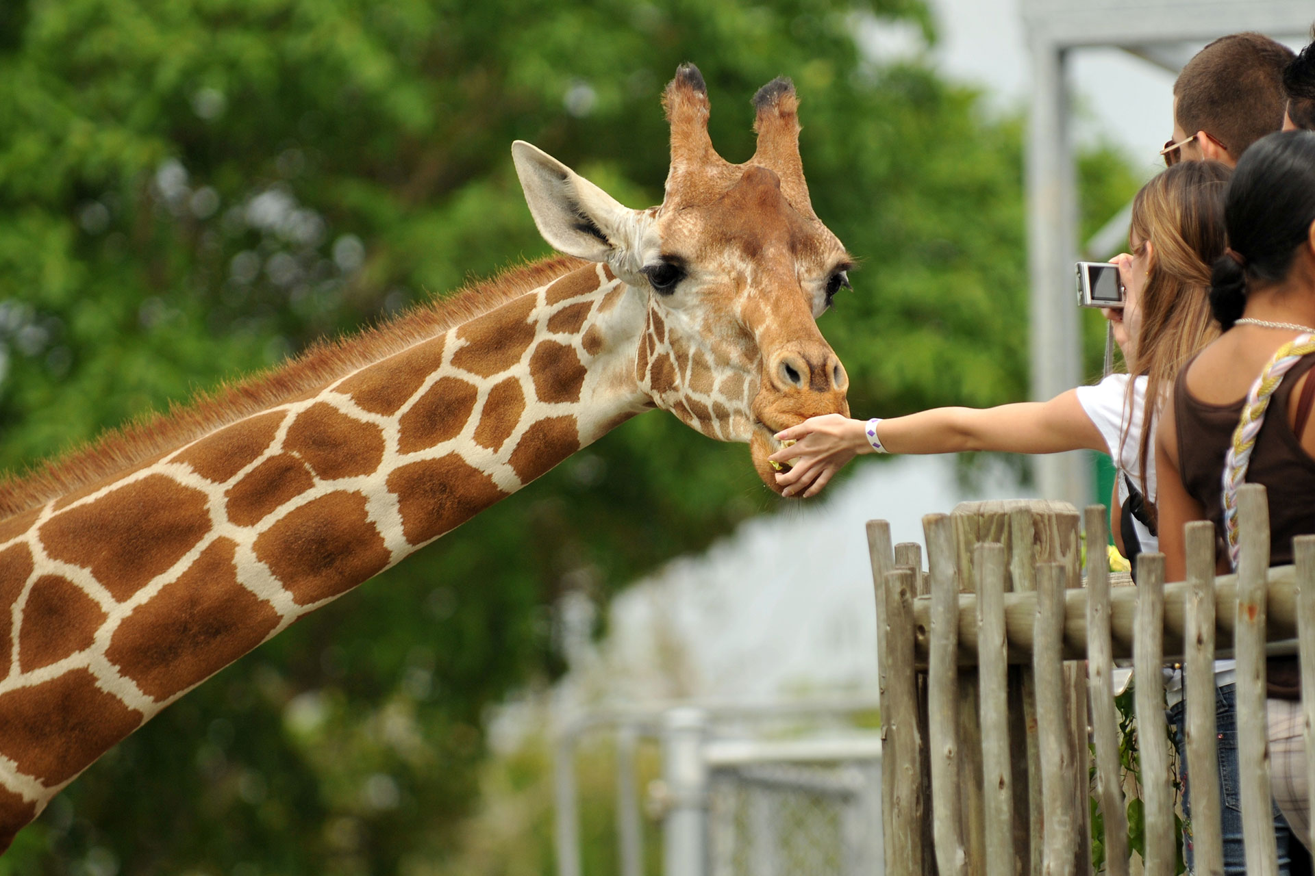 Excited zoo visitors are taking a photo of a giraffe during a close-up encounter at an EAZA and WAZA accredited zoo.