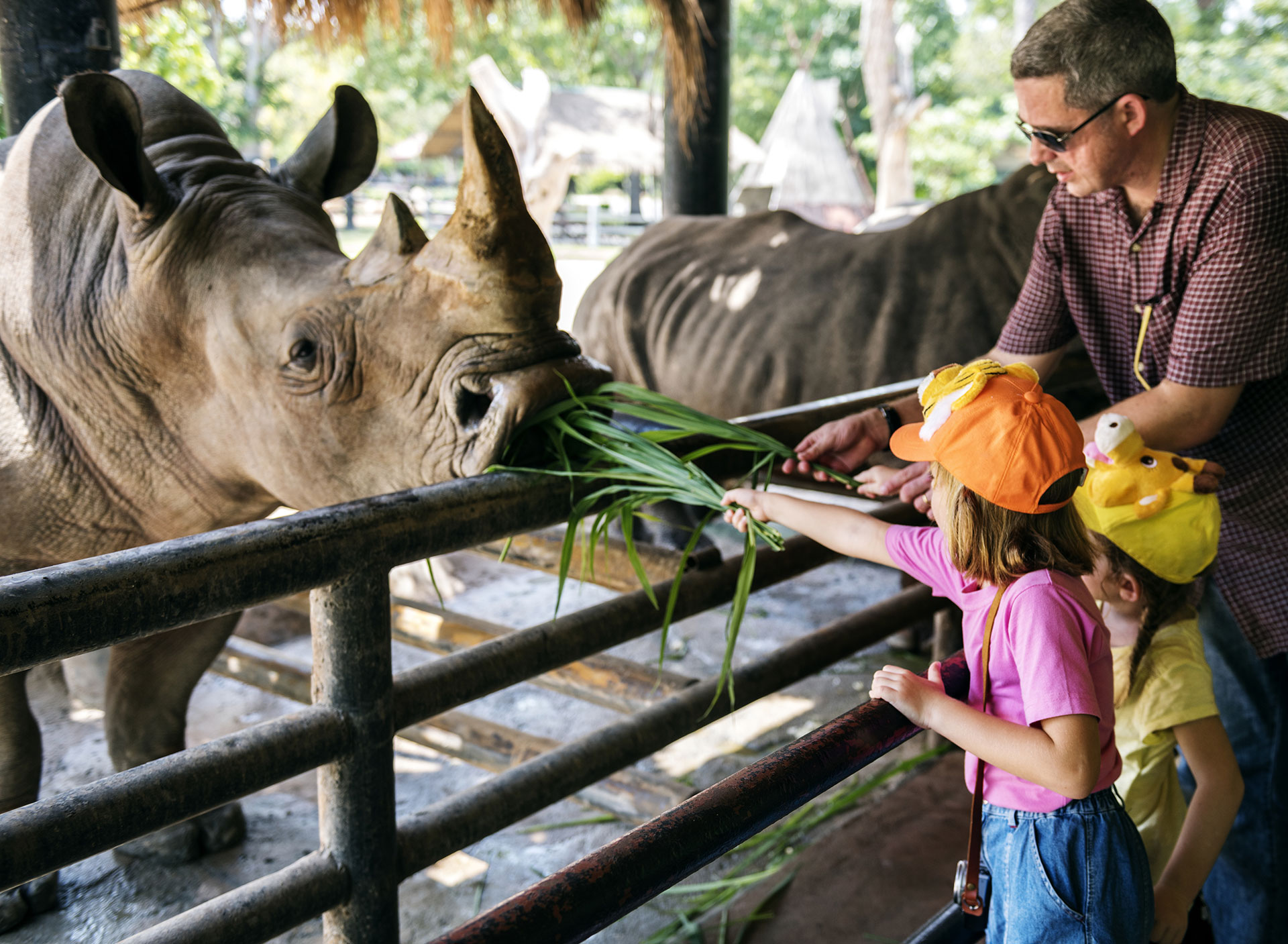 A father with two young children feed a rhinoceros healthy grasses in an interactive educational experience at an accredited zoo or wildlife park.